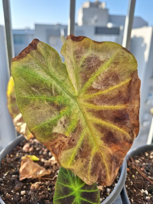 Colocasia Daybreak