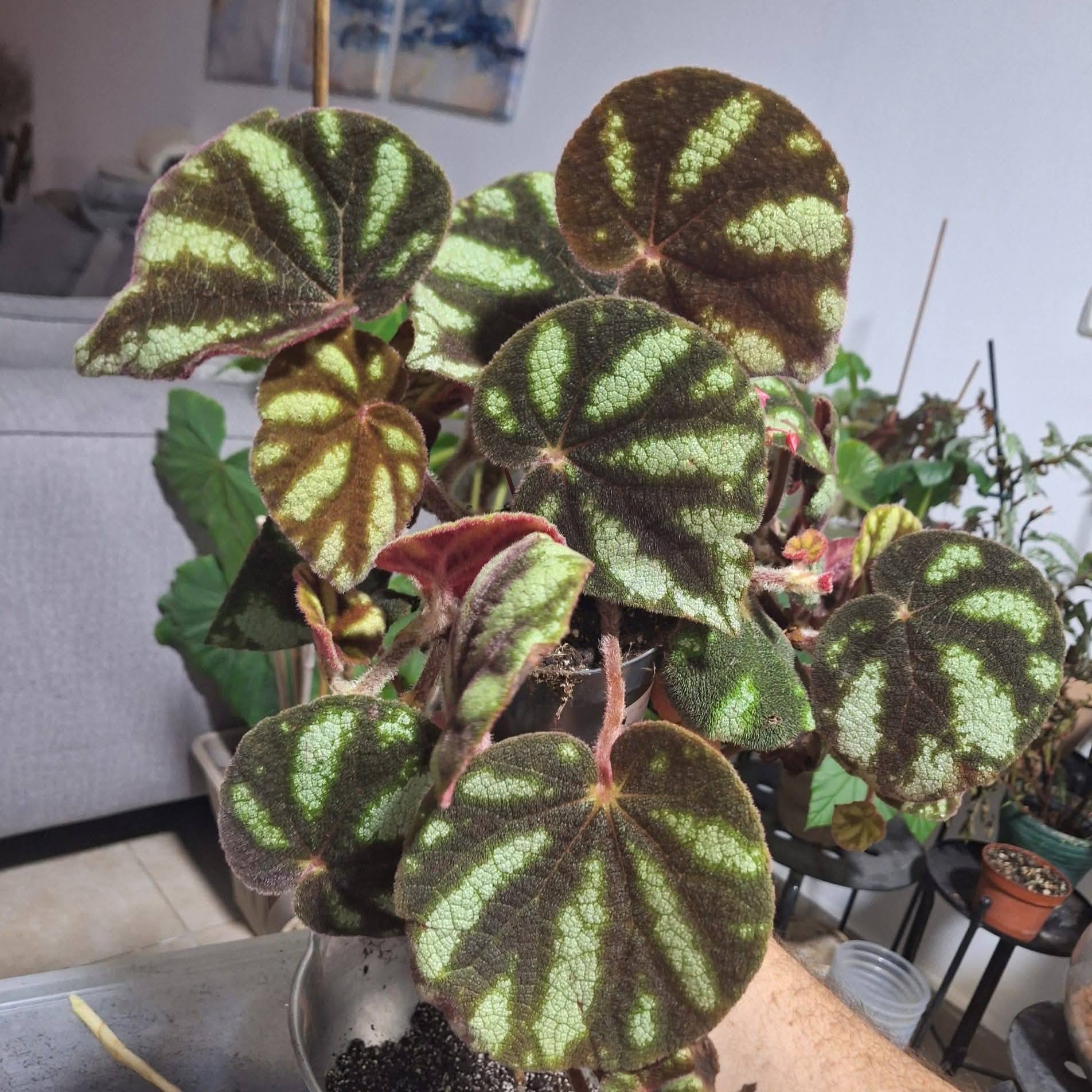 B. sp Ngoc Lac