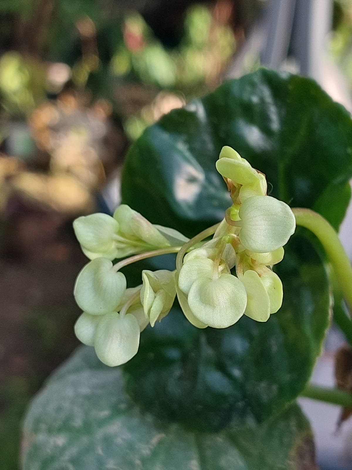 odorata alba — ריצ'מונד בפריחה